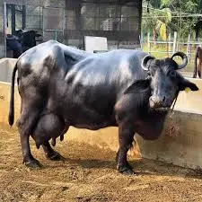 Murrah Buffalo